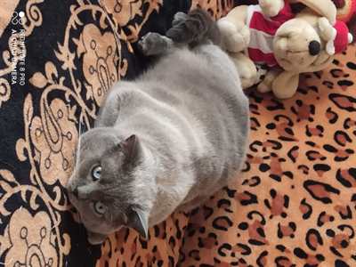 Foto 4 Gattini di razza Scottish Straight