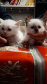 Cuccioli sacri di birmania