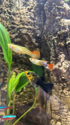 Guppy allevati nelle mie vasche Disponibilità