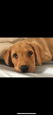 Labrador femmina - Foto 2