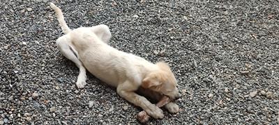 Cucciola cerca casa