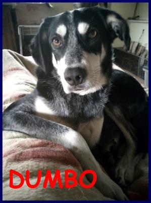 DUMBO 3 anni e mezzo