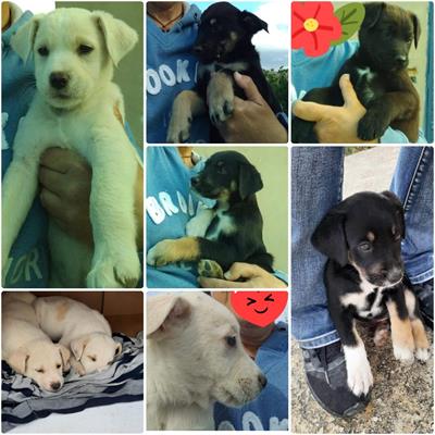 Cuccioli dolci in cerca di adozione