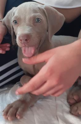 Cuccioli WEIMARANER, genitori visibili - Anteprima 1