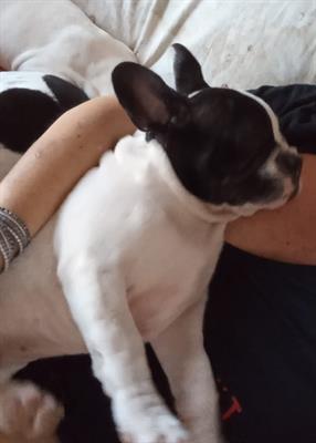 Bulldog francesi dolcissimi e coccolosi