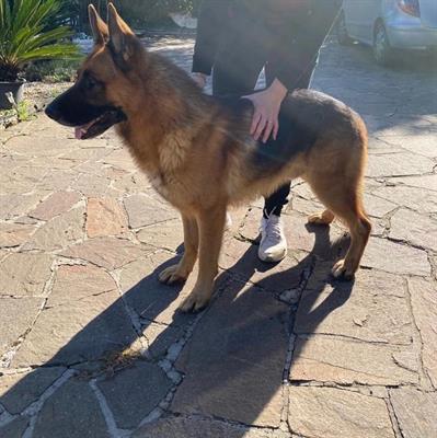 Cerco pastore tedesco femmina