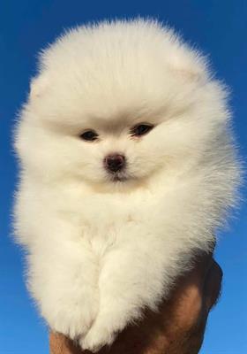 Volpino di Pomerania /Spitz tedesco