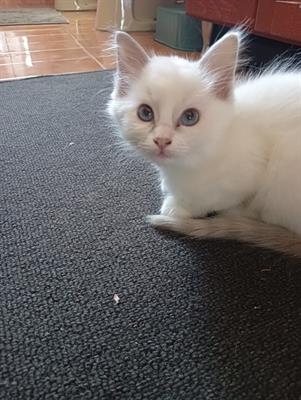Cuccioli ragdoll