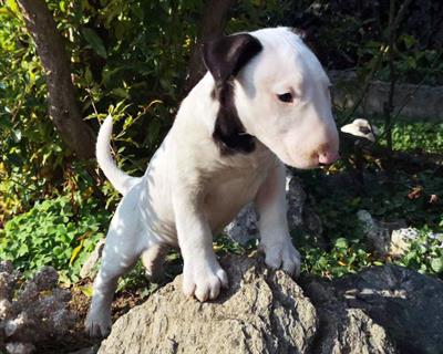 Cuccioli Bull Terrier Inglese Standard