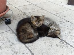 Regalo cuccioli di gattini