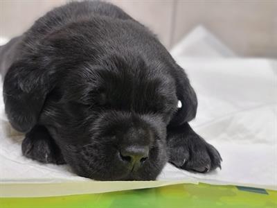 Cuccioli di Razza Labrador, colore nero - Foto 2