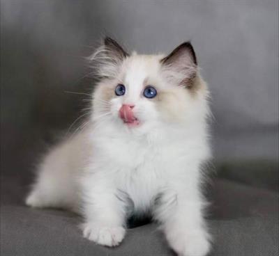 Ragdoll gattini