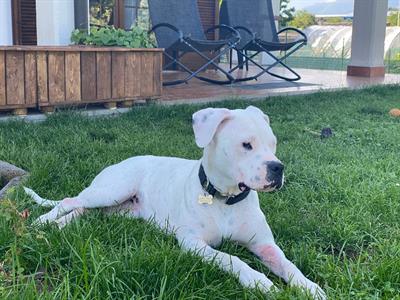 Cuccioli di dogo argentino