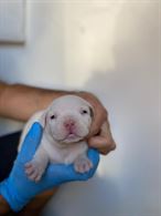 CUCCIOLI DI AMERICAN BULLY POCKET - Anteprima 1