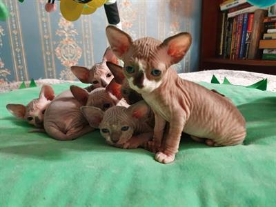 Gatti Sphynx