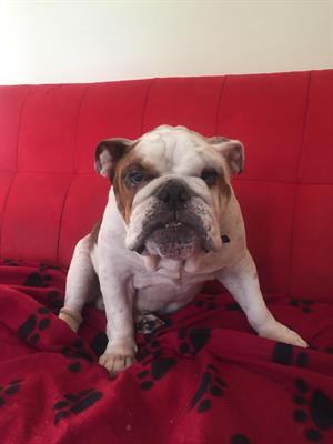 Bulldog Inglese Maschio