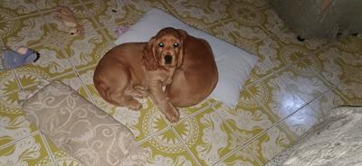 Cuccioli di cocker maschi