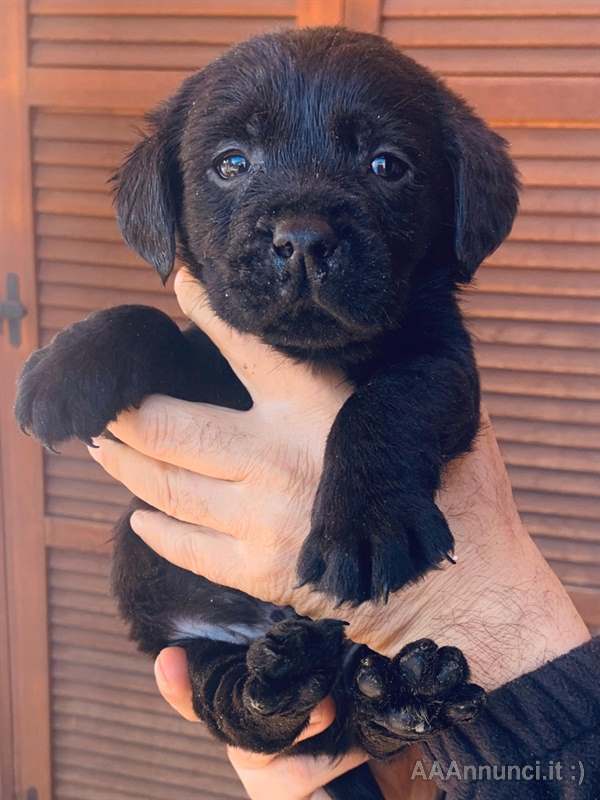 Foto 3Cuccioli Razza Labrador con ENCI ed FCI