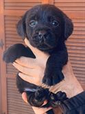 Cuccioli Razza Labrador con ENCI ed FCI - Anteprima 3