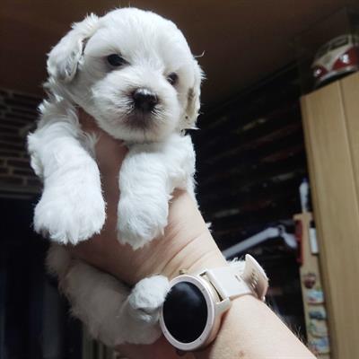 Cucciolo di maltipoo