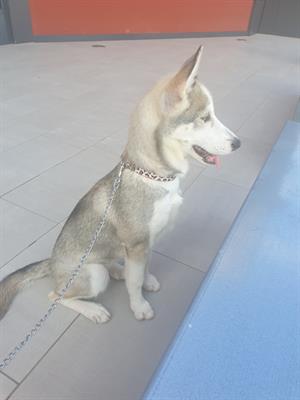 Husky 8 mesi