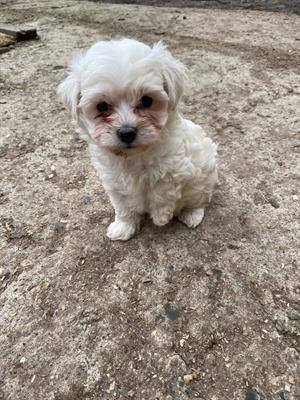 Cuccioli di maltipoo