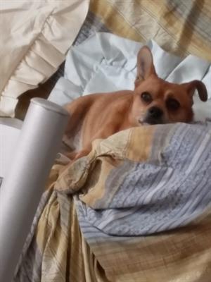 Pinscher nano maschio cerca