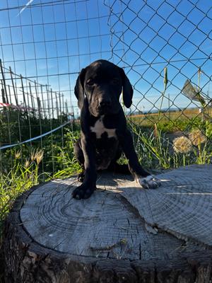 Bracco pointer