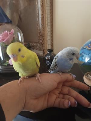 Cocorita allevato a mano