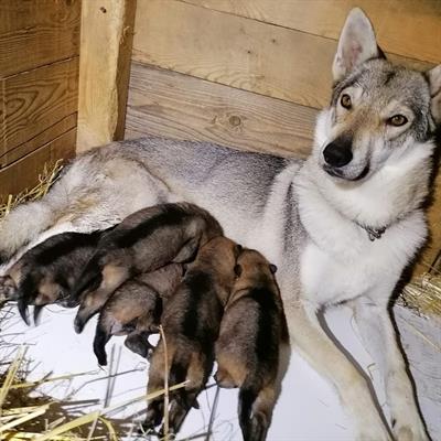 Cuccioli di lupo cecoslovacco
