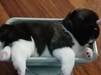 Cuccioli akita americano - Anteprima 3