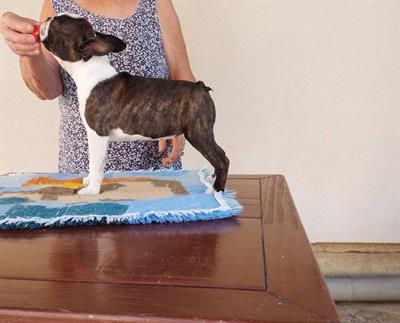 Boston-terrier cuccioli - Anteprima 1