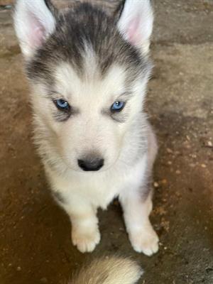 Cuccioli Siberian Razza Husky - Foto 2
