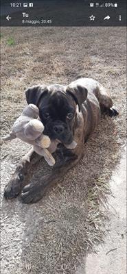 Boxer Cuccioli - Foto 2