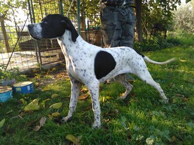 Pointer Inglese