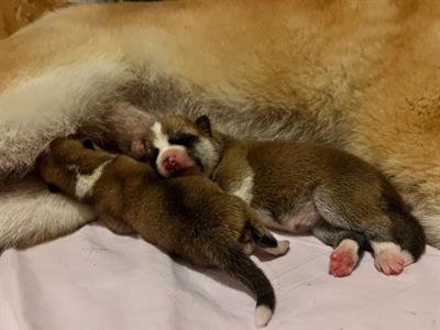Cuccioli Razza Akita Inu - Foto 3