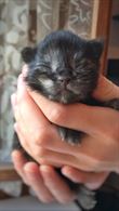 Maine Coon black smoke e blacktortie smoke