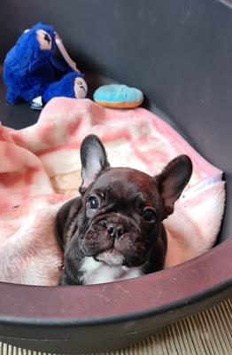 BULLDOG FRANCESE