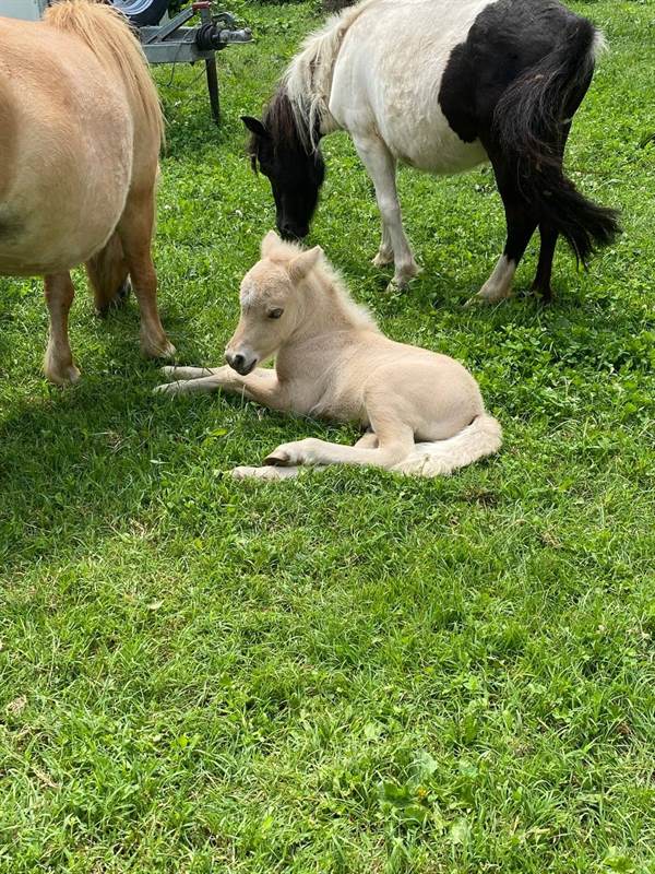 Pony falabella e miniature horses