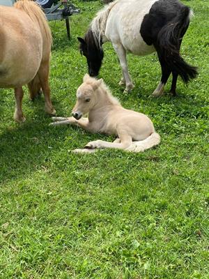 Pony falabella e miniature horses - Anteprima 1