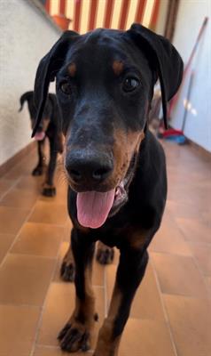 Cuccioli Dobermann maschi di 3 mesi