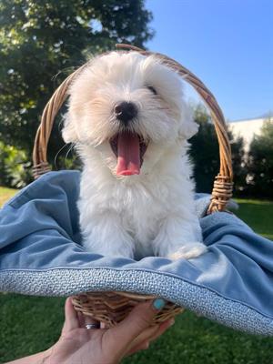 cucciola di Maltese