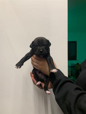 Cuccioli di Cane Corso