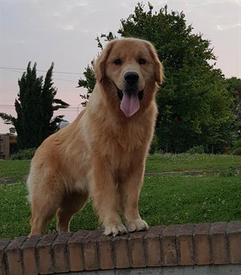 Golden Retriever Americano Accopiamento