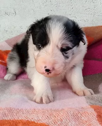 Cuccioli Border Collie - Foto 2