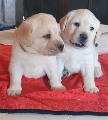 Cuccioli labrador retriever