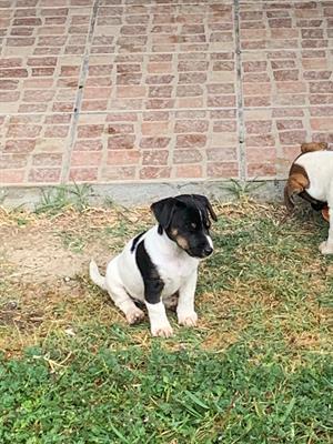 Cuccioli Jack Russell Terrier