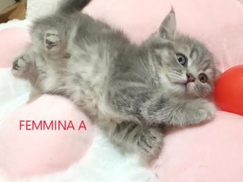 Cucciole Femmine Razza British - Foto 3