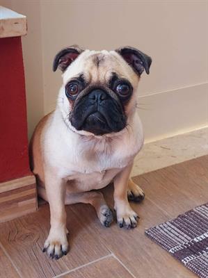 Carlino - Disponibili Cuccioli di Carlino verranno