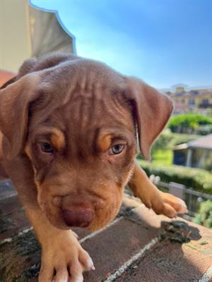 Cuccioli di Razza Pitbull Ukc red nose - Foto 3